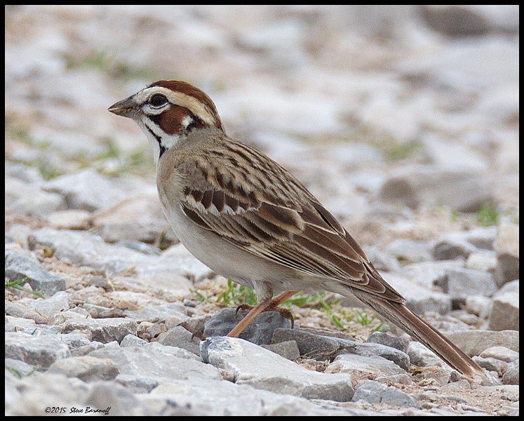 _5SB0690 lark sparrow.jpg